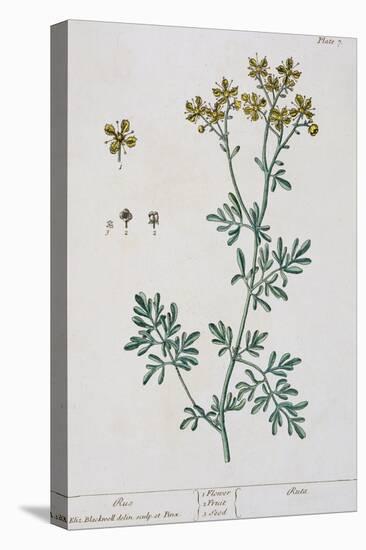 Rue, Plate 7 from "A Curious Herbal," Published 1782-Elizabeth Blackwell-Premier Image Canvas