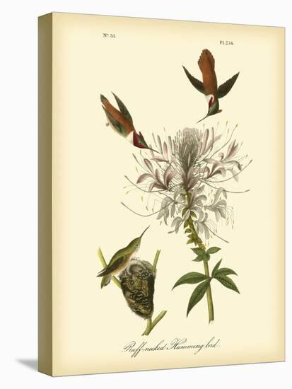 Ruff-neck Hummingbird-John James Audubon-Stretched Canvas