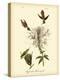 Ruff-neck Hummingbird-John James Audubon-Stretched Canvas