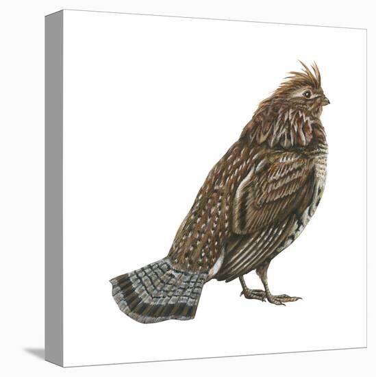 Ruffed Grouse (Bonasa Umbellus), Birds-Encyclopaedia Britannica-Stretched Canvas