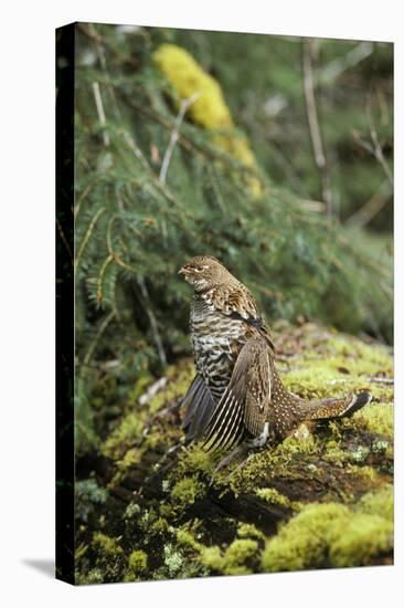 Ruffed Grouse Drumming (Spring Mating-Territorial Display)-null-Premier Image Canvas