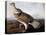 Ruffed Grouse-John James Audubon-Premier Image Canvas
