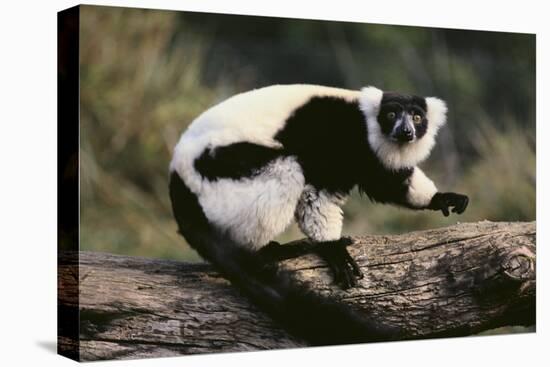 Ruffed Lemur-DLILLC-Premier Image Canvas