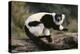 Ruffed Lemur-DLILLC-Premier Image Canvas