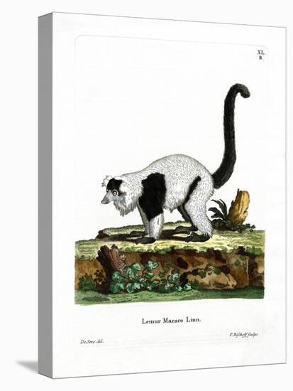 Ruffed Lemur-null-Premier Image Canvas