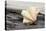 Ruffled Clam shell - Tridacna Squamosa-Savanah Plank-Premier Image Canvas