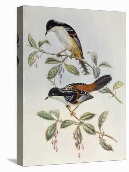 Rufous-Backed Sibia (Heterophasia Annectans)-John Gould-Premier Image Canvas