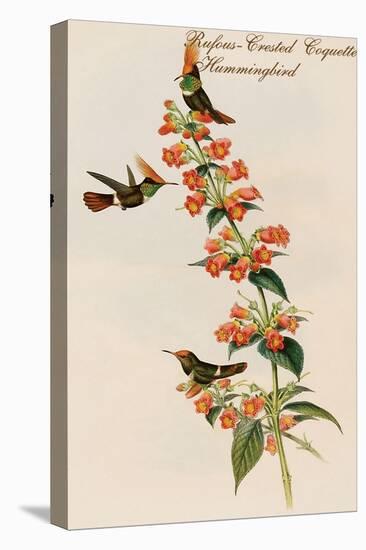 Rufous-Crested Coquette Hummingbird-John Gould-Stretched Canvas