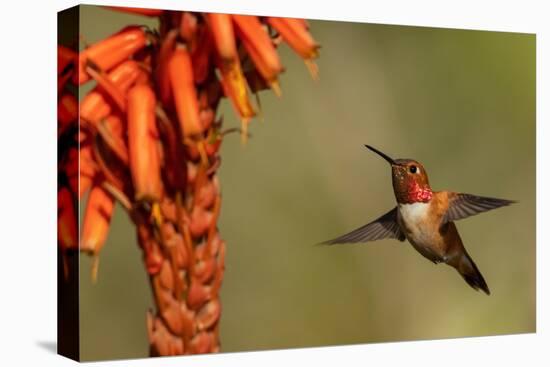 Rufous hummingbird, cholla blooms-Ken Archer-Premier Image Canvas