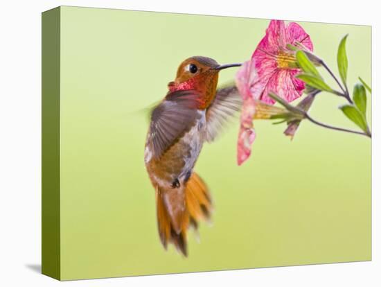 Rufous Hummingbird Feeding in a Flower Garden, British Columbia, Canada-Larry Ditto-Premier Image Canvas