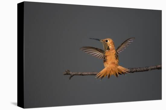 Rufous hummingbird (Selasphorus rufus).-Larry Ditto-Premier Image Canvas