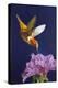 Rufous Hummingbird-Max Hayslette-Premier Image Canvas