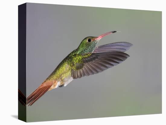 Rufous-tailed Hummingbird-Arthur Morris-Premier Image Canvas