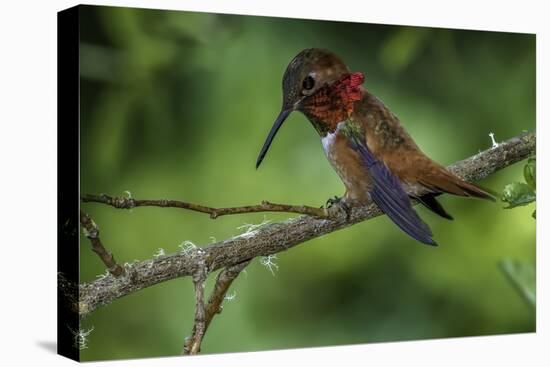 Rufus Hummingbird-Art Wolfe-Premier Image Canvas