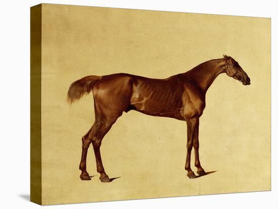 Rufus-George Stubbs-Premier Image Canvas