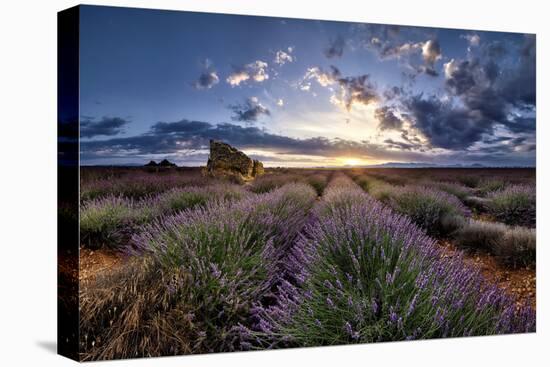 Ruins in a lavender field at sunrise in Provence, France, Europe-Francesco Fanti-Premier Image Canvas