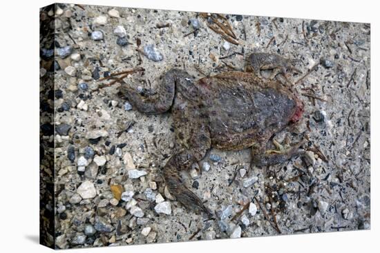 Run over Dead Midwife Toad-Klaus Scholz-Premier Image Canvas