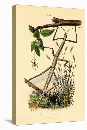 Running Crab Spider, 1833-39-null-Premier Image Canvas