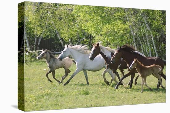 Running Free-Orah Moore-Stretched Canvas