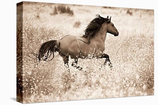 Running Free-Lisa Dearing-Premier Image Canvas