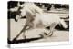 Running Horse-Theo Westenberger-Premier Image Canvas