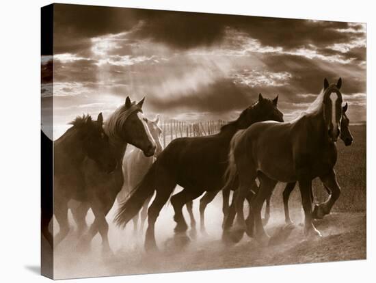 Running Horses And Sunbeams, Rothbury, Michigan-Monte Nagler-Premier Image Canvas