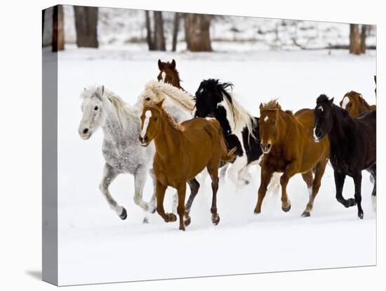 Running Horses on Hideout Ranch, Shell, Wyoming, USA-Joe Restuccia III-Premier Image Canvas