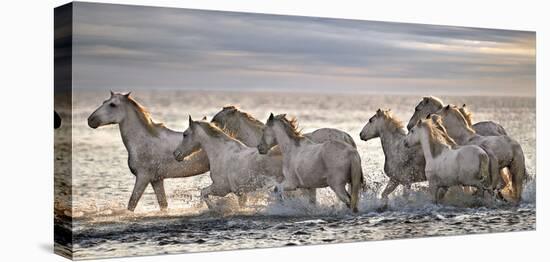 Running Horses-Xavier Ortega-Stretched Canvas