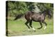 Running Quarter Horse-DLILLC-Premier Image Canvas