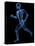 Running Skeleton, Artwork-SCIEPRO-Premier Image Canvas
