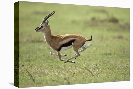 Running Thomson's Gazelle-null-Premier Image Canvas