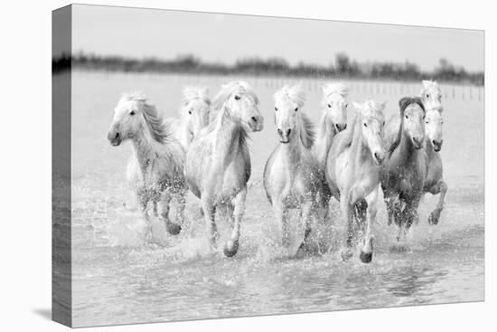Running wild horses-Marco Carmassi-Premier Image Canvas