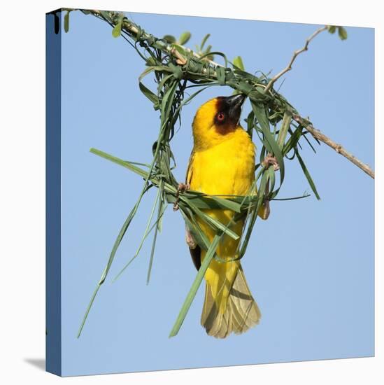 Ruppell's weaver male building nest, Oman-Hanne & Jens Eriksen-Premier Image Canvas