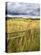 Rural Country Scene in the North of England UK-Mark Sunderland-Premier Image Canvas