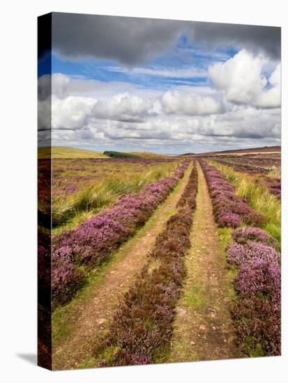 Rural Country Scene in the North of England UK-Mark Sunderland-Premier Image Canvas