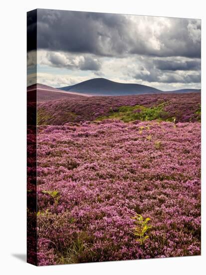 Rural Country Scene in the North of England UK-Mark Sunderland-Premier Image Canvas