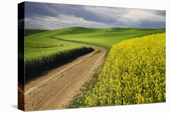 Rural farm road through yellow canola and green wheat crops, Palouse region of eastern Washington.-Adam Jones-Premier Image Canvas
