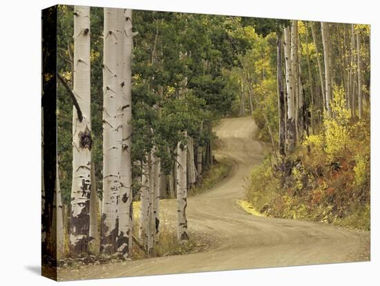 Rural Forest Road Through Aspen Trees, Gunnison National Forest, Colorado, USA-Adam Jones-Premier Image Canvas