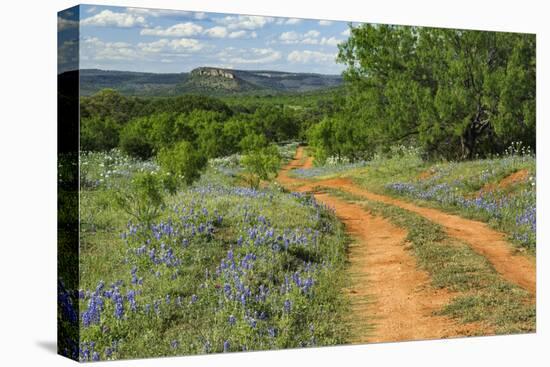 Rural road through Texas bluebonnets, Texas hill country.-Adam Jones-Premier Image Canvas