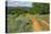 Rural road through Texas bluebonnets, Texas hill country.-Adam Jones-Premier Image Canvas