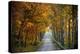 Rural USA with Trees in Autumn Along Track-Jody Miller-Premier Image Canvas