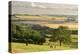 Rural view of countryside with grazing cattle, Somerset, UK-Ross Hoddinott-Premier Image Canvas