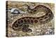 Russel's Viper (Daboia Russelii), Viperidae, Drawing-null-Premier Image Canvas
