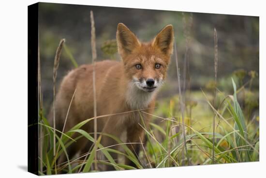 Russia, Kamchatka Peninsula, Kuril Islands, Atlasova Island. Wild red fox.-Cindy Miller Hopkins-Premier Image Canvas