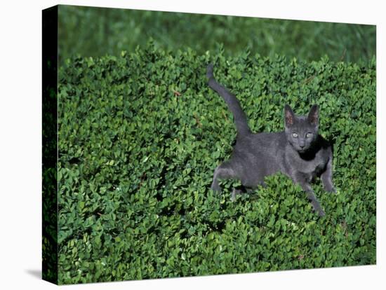 Russian Blue Cat Lying on Plants in a Garden, Italy-Adriano Bacchella-Premier Image Canvas
