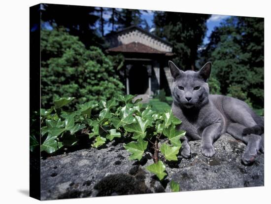 Russian Blue Cat Sunning on Stone Wall in Garden, Italy-Adriano Bacchella-Premier Image Canvas