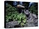 Russian Blue Cat Sunning on Stone Wall in Garden, Italy-Adriano Bacchella-Premier Image Canvas