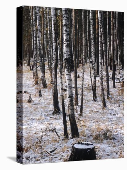 Russian Look of the Land Essay: Birch Trees in a Forest-Howard Sochurek-Premier Image Canvas