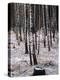 Russian Look of the Land Essay: Birch Trees in a Forest-Howard Sochurek-Premier Image Canvas