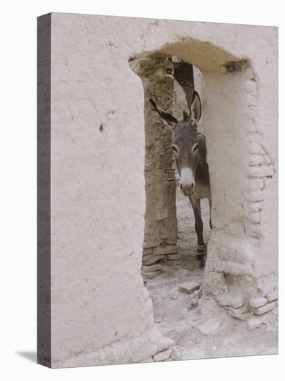 Russian Look of the Land Essay: Donkey Peering Out of Doorway at Merv-Howard Sochurek-Premier Image Canvas